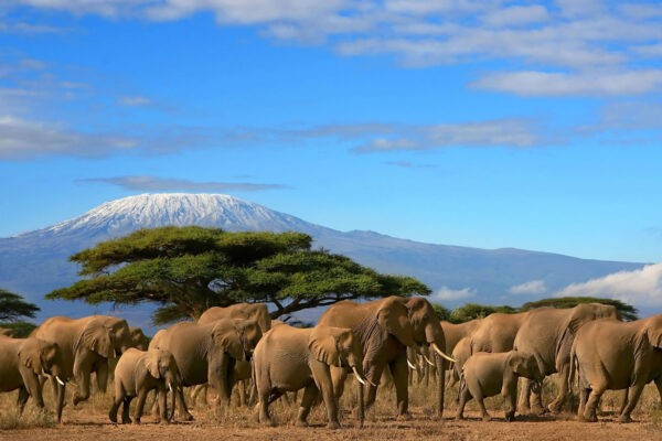 6-Day Maasai Mara, Lake Naivasha & Amboseli Private Luxury Safari