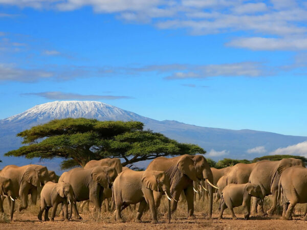 6-Day Maasai Mara, Lake Naivasha & Amboseli Private Luxury Safari
