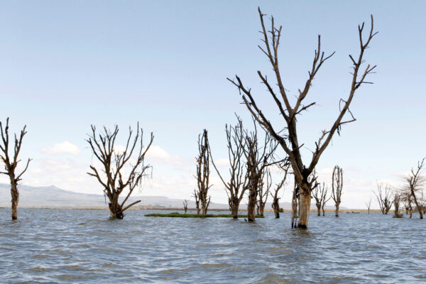 5 Days / 4 Nights Maasai Mara, Lake Nakuru & Lake Naivasha Safari