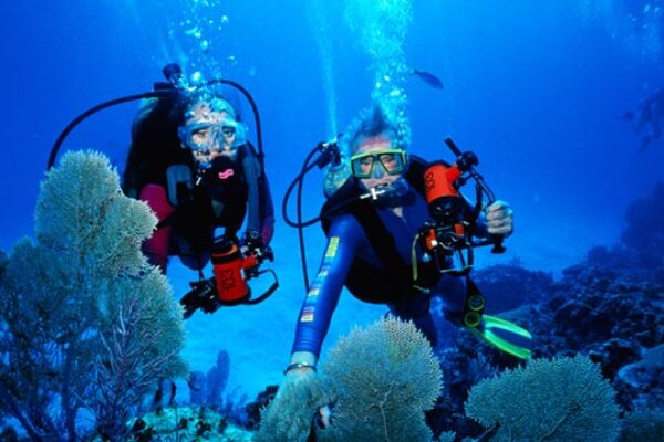 Scuba Diving and Wasini Dolphin Tour