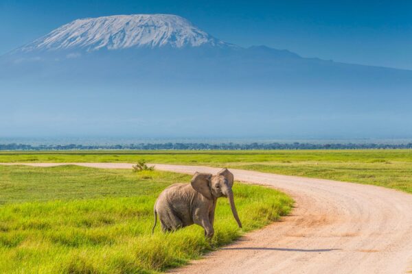 6-Day Maasai Mara, Lake Nakuru & Amboseli Budget Group Joining Safari