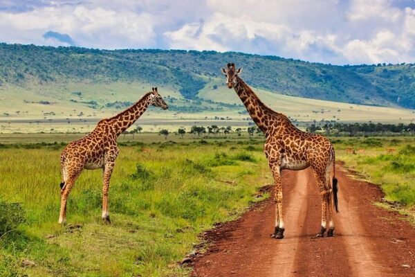 3 Days / 2 Nights Masai Mara Safari
