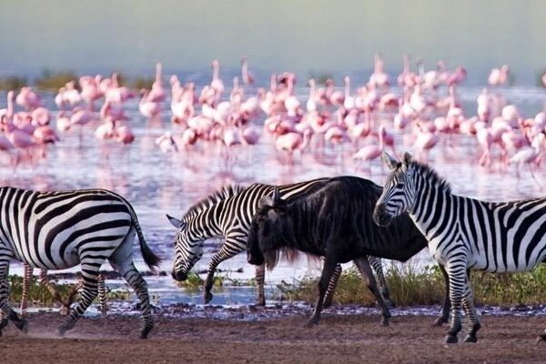 4 Days / 3 Nights Lake Nakuru and Masai Mara Safari