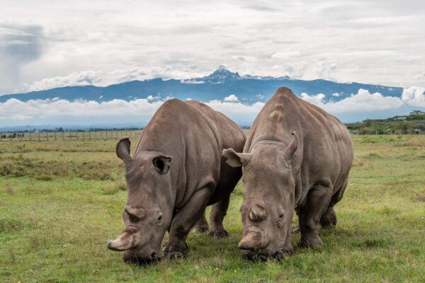 7-Days Amboseli – Ol Pejeta – Samburu Safari