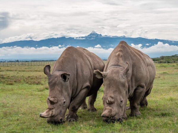 7-Days Amboseli – Ol Pejeta – Samburu Safari